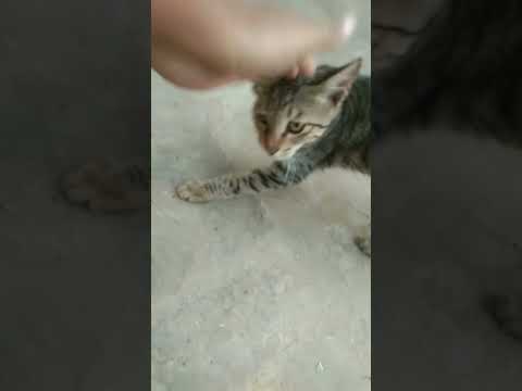 #cat #kitten #funny #cute #youtube #catvideos #walkofftheearth #eagles #catsound