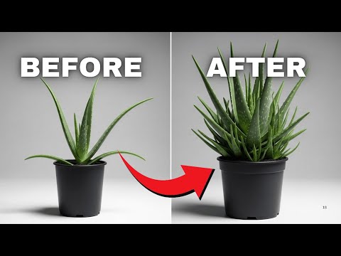 7 Aloe Vera Plant Care Tips That You Need to Know – Houseplant Care