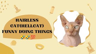Hairless cats names and their funny videos 🤣💯 #hellcat #catlovers #funnyvideos #hairlesscats