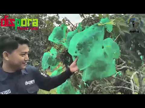 Kawaland indonesia sebagai potensi besar yang menjadikan desa sebagai desa wisata
