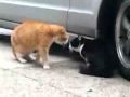 война котов 