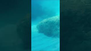 Lặn biển b&ecirc;n v&aacute;ch n&uacute;i tại vịnh Nha Trang #camping #nature #shorts #travelvlog #sea