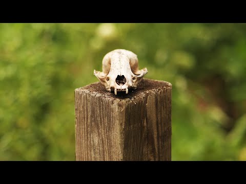 花園裡的生與死 (Life And Death In The Garden)