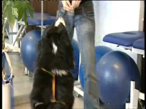 Bayerisches TV bei Tierphysiotherapie dogsphysio von Sabine Harrer