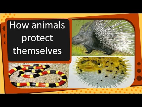 Science - How animals protect themselves - English