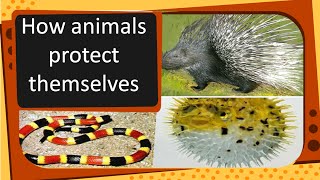 Science - How animals protect themselves - English