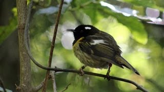 preview picture of video 'A Stichbird (Hihi) plays in a bird bath'