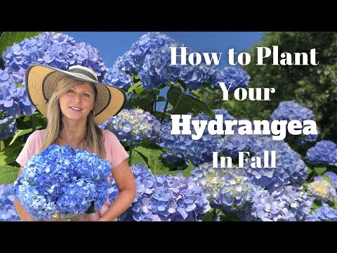 , title : 'How to Plant Your Hydrangea in Fall