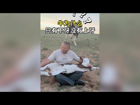 牛為什麼只有下牙沒有上牙？ #牛沒有上牙 #牛沒有上牙嗎 #動物科普
