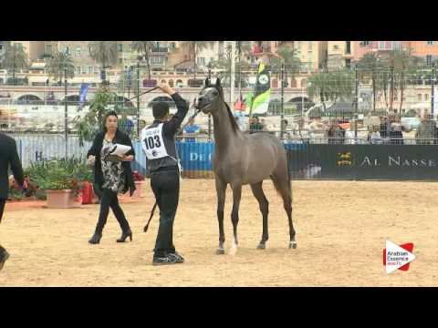 N.103 D SERAJ - Menton 2016 - Yearling Colts (Class 6B)
