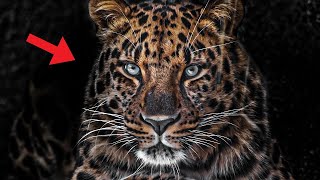 Incredibly Rare Amur Leopards