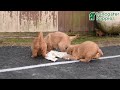 Golden Retriever dogs for sale: Judeth - Video 1