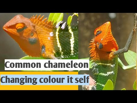 Common chameleon #animal #nature #60sec