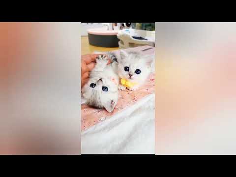 cats love 🐈😺//😽😽😽//##viralvideo