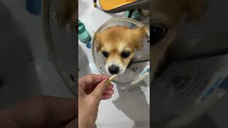 Download lagu Full Video below👇  #feed #shorts #doglover #puppy #love #pets #cute #bestfeed #cutedog mp3