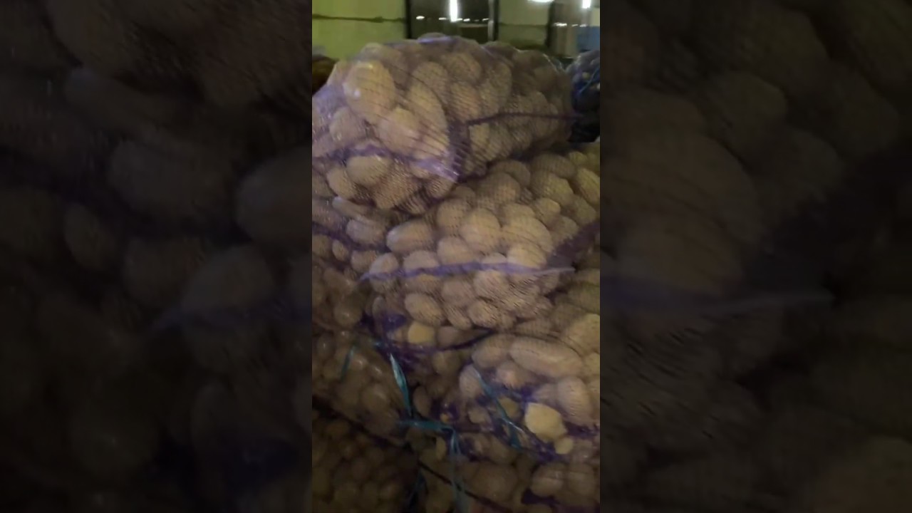 Картофель Бриз 3-5 на семена 1 репр. или на социалку