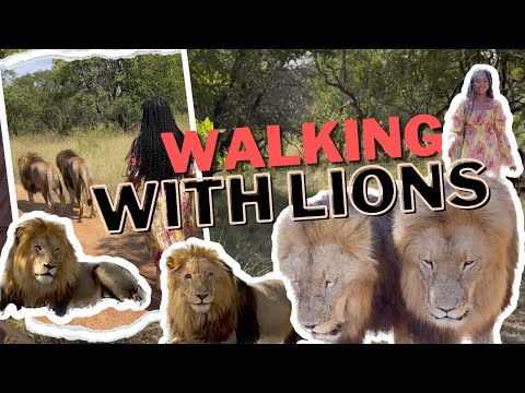 Just Walking with Lions | My South African Experience