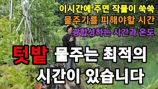 텃밭에 물주는 시간은 몆시가 가장 좋을까?과학적인 이야기! #물주는시간 #텃밭물주는시간 #텃밭물주는방법 #텃…