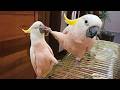 The FUNNIEST PARROTS On The Planet Funny Birds Video