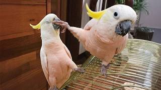 The FUNNIEST PARROTS On The Planet! 🤣 Funny Birds Video 
