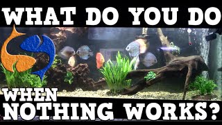 Guaranteed Way To Solve Every Problem In Your Aquarium! Let's Start Over! KGTropicals!