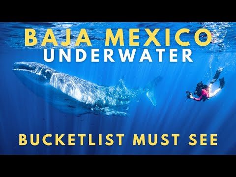 La Ventana Baja Mexico Underwater | What You Can See in 10 Days on Ocean Safari [Szn1 - Ep2]