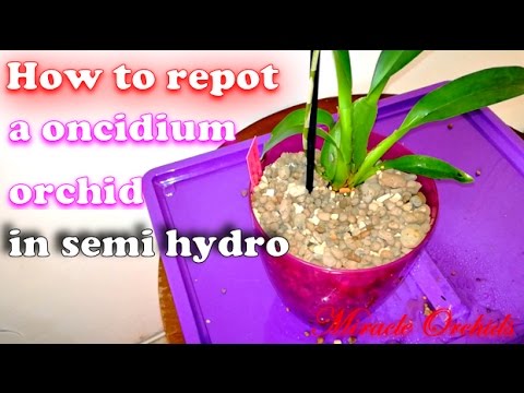 How to repot an oncidium orchid in semi hydro - repotting Oncidium Pupukea