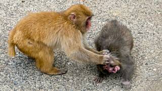 Download lagu Punch is in trouble...his best friend comes to the rescue mp3