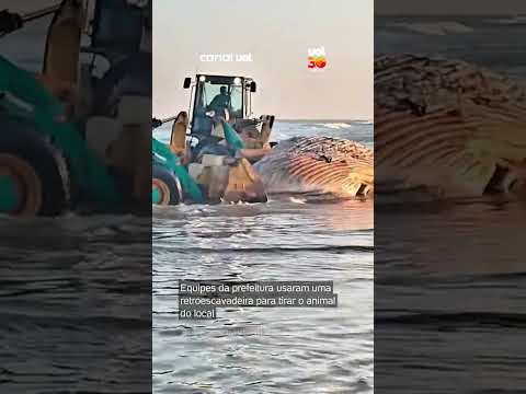 Baleia-jubarte é encontrada morta em Praia Grande (SP)