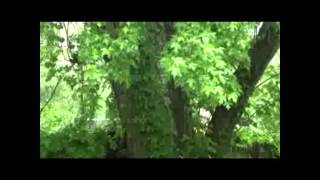 Panic! At The Disco - Do You Know What I&#39;m Seeing? Lyrics.