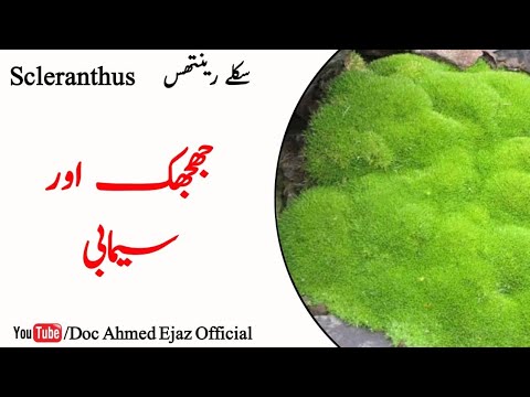Scleranthus (28.Bach Flower Essence) (Series of CME-CPD) / Urdu / Hindi / 322 /Doc Ahmed Ejaz