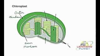 Labelling-Chloroplast