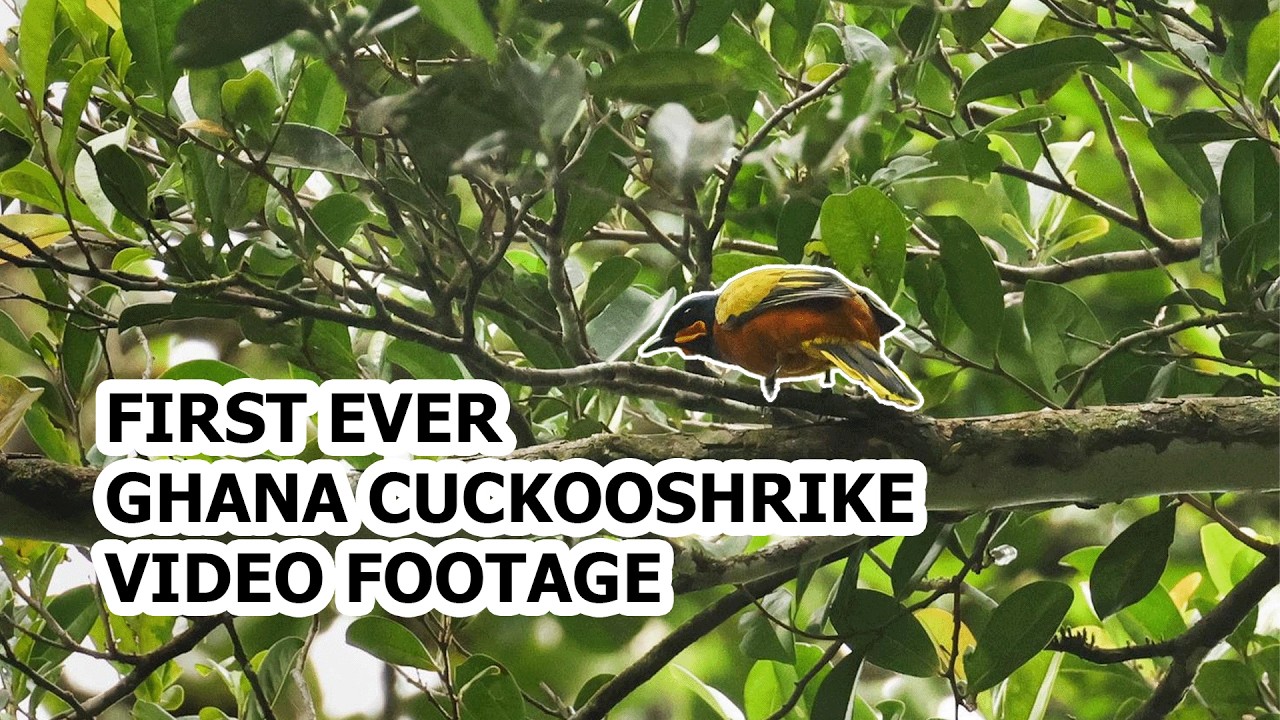 Ghana Cuckooshrike Rediscovered And Filmed For The First Time - YouTube