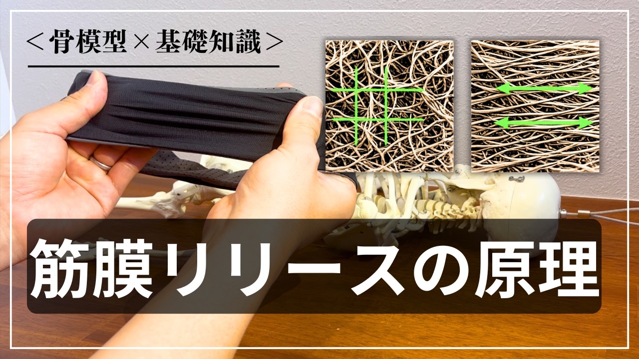 【筋膜リリース】筋膜をほぐすってどういうこと？