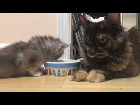 4 week old Maine Coon kitten learning to drink water