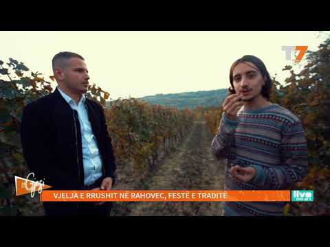 #gjesi: Vjelja e rrushit në Rahovec, festë e traditë | T7