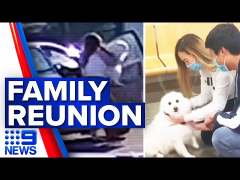 Stolen dog returned to owner | 9 News Australia