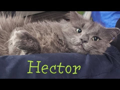 Handsome Hector!, an adoptable Domestic Long Hair & Russian Blue Mix in Port Chester, NY_image-1