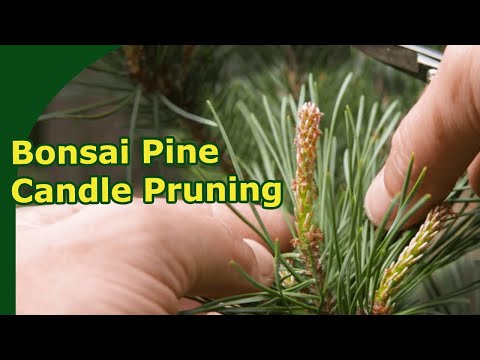 Energy Balancing in Pine Bonsai (How to Prune Scots Pine candles in spring)