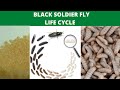 Black Soldier Fly Life Cycle The Cycle Of Black Soldier BSF