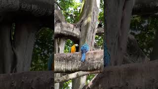 🇨🇴 Travelogue- parrots Parrots Parrotes #colombia #cartagena #parrot #birds