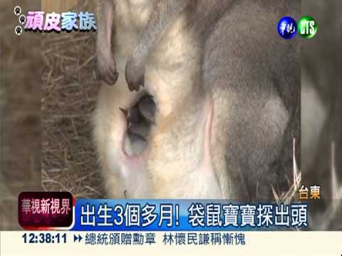 出生3個月了! 袋鼠娃兒睜眼看世界