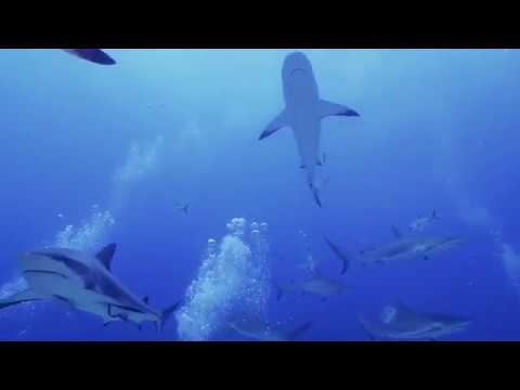 AmbassaDiver Manuel Bustelo Caribbean Reef Shark dive Video facade placeholder