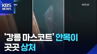 강릉에서 처음 발견된 남방큰돌고래 ‘안목이’가 아파요 / KBS  2026.04.11.