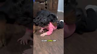 Download lagu Little Girl Guard Dog #littlegirl #babygirl #viral #guarddog #cutebaby #baby #babies #short #shorts mp3 Download lagu Little Girl Guard Dog #littlegirl #babygirl #viral #guarddog #cutebaby #baby #babies #short #shorts mp3