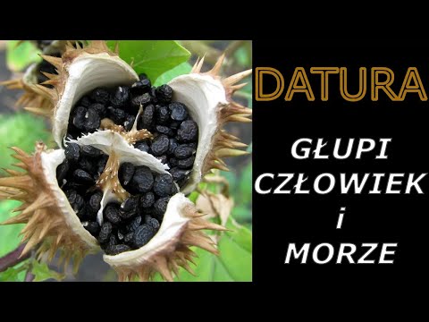53# Mam koszmary po nocach a minęło 20 lat. Datura stramonium, Bieluń dziędzierzawa nasiona narkotyk