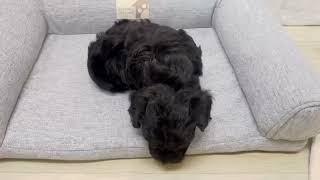ハーフ犬の動画01