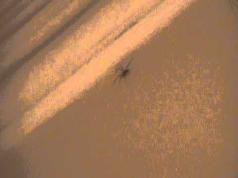 All-nighter with the spider.....