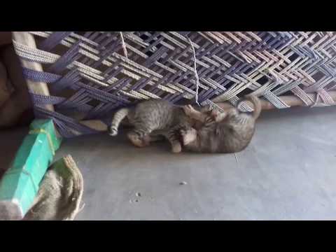 કેટ બેબી ફની વીડીયો