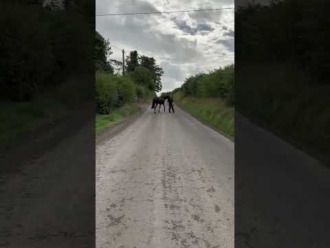 trotting video